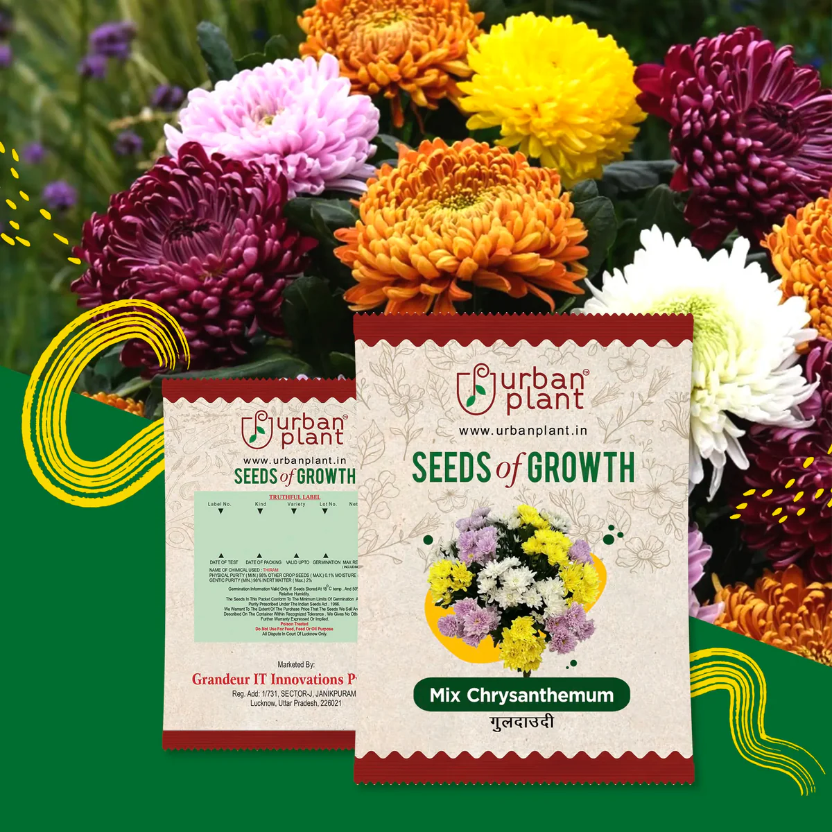 urban plant Chrysanthemum/ Guldaudi plants seeds